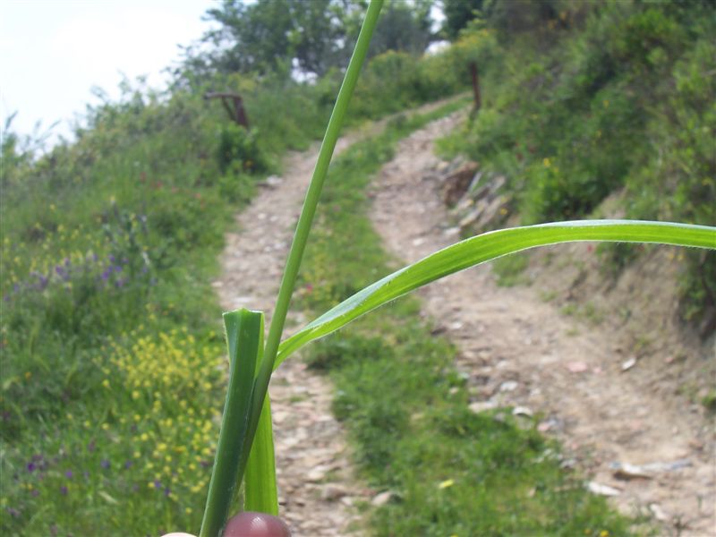 Nothoscordum borbonicum